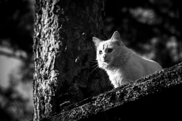 A white stray alley cat sitting on a tree. Black and white photo.