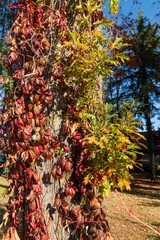 Autunno - Natura