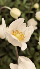 White flower among greenery with yellow stamens