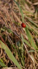 Obraz premium Ladybug on spring grass