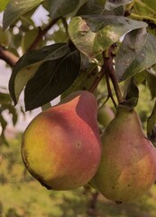 A branch of ripe pear in a summer garden