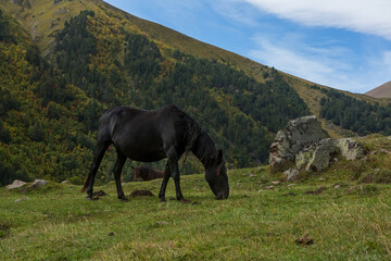 Horse grazes in the Caucasus mountains