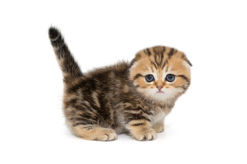 Small Scottish kitten