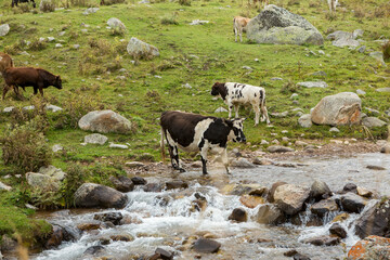 Herd of horses graze in a high mountain gorge