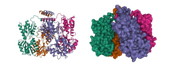 Structure of E. coli Lac repressor core tetramer. 3D cartoon and Gaussian surface models, chain id color scheme, PDB 1tlf, white background