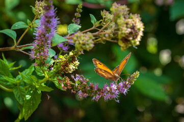 The Gatekeeper butterfly on flower, also known as the Hedge Brown, is a golden and orange color butterfly. Pyronia Tithonus.