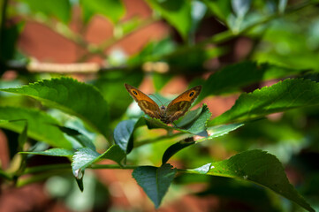 The Gatekeeper butterfly on leaf, also known as the Hedge Brown, is a golden and orange color butterfly. Pyronia Tithonus.