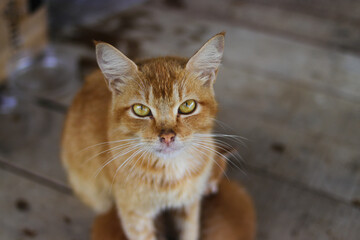 Top down view of a beautiful yellow cat with defocus abstract background is looking at to the camera in the backyard