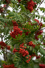 Close-up view of red ripe fruits of Sorbus aucuparia (rowan or mountain-ash) tree hanging on branches among green leaves. Selective focus. Beauty in nature. Ornamental plant theme.