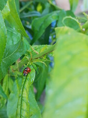 ladybug on green leaf