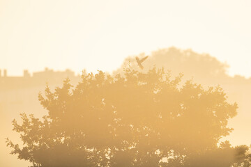 Tree standing out of the morning misty landscape.
