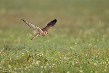 A common kestrel (Falco tinnunculus) flying low above the ground of a meadow.