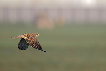 A common kestrel in flight Germany Berlin.