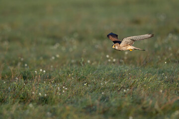 A common kestrel (Falco tinnunculus) flying low above the ground of a meadow.