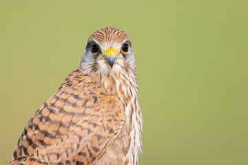 Portrait of an juvenile female Kestrel resting on a perch.
