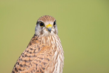 Portrait of an juvenile female Kestrel resting on a perch.
