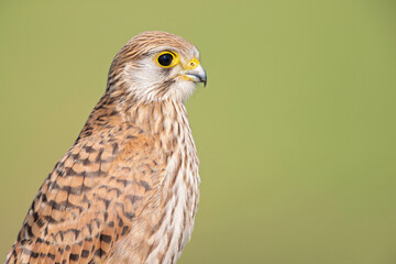 Portrait of an juvenile female Kestrel resting on a perch.