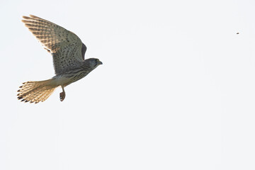 A common kestrel (Falco tinnunculus) catching an insect.