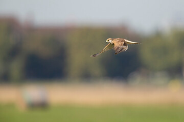 A common kestrel in flight Germany Berlin.