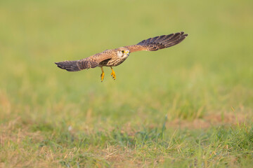 A common kestrel (Falco tinnunculus) flying low above the ground of a meadow.
