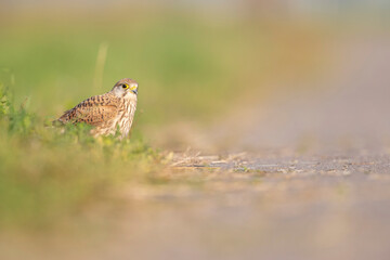 A common kestrel viewed from a low angle resting in the grass in Germany.