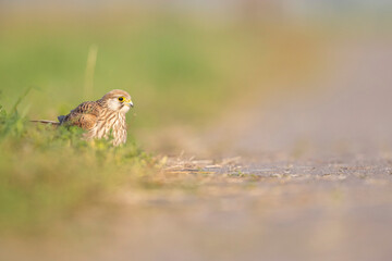 A common kestrel viewed from a low angle resting in the grass in Germany.