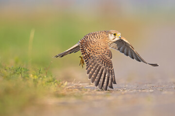 A common kestrel (Falco tinnunculus) taking off from the ground.