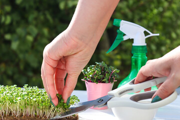 Female hand cutting mustard microgreens with scissors. Gardening microgreens at home. Healthy food,...