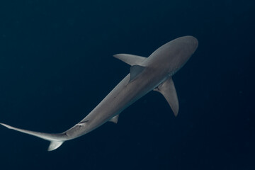 Sharky Waters
