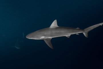 Obraz premium Sharky Waters