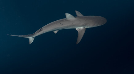 Fototapeta premium Sharky Waters