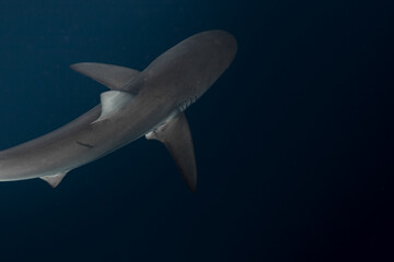 Sharky Waters