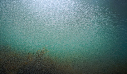 Krill swarm underwater in the Atlantic ocean, Spain, Galicia