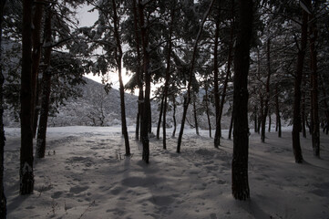 Winter trees in mountains covered with fresh snow. Beautiful landscape with branches of trees covered in snow. Mountain road in Caucasus. Azerbaijan