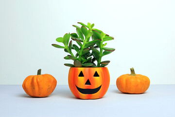 succulent money plant in a Halloween pot