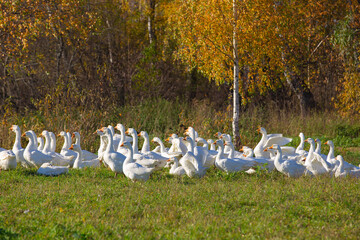 A herd of domestic white geese on a lawn with trees, autumn morning
