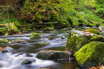 stream in the forest