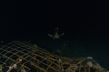 Lion fish in the Red Sea colorful fish, Eilat Israel
