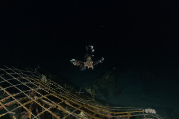Lion fish in the Red Sea colorful fish, Eilat Israel
