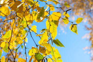 Autumn background of yellowing birch leaves against a blue sky.