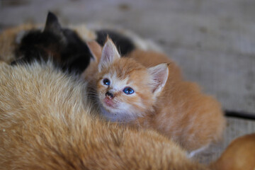 Close-up view of a yellow kitten with slanted eyes who just woke up and finished feeding in the morning is looking at the camera in the backyard