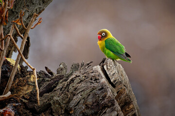 Fischers Lovebird - Agapornis fischeri small parrot bird, green back, chest and wings, necks are a golden yellow and upward it becomes darker orange, top of head is olive green, beak is red, two pair