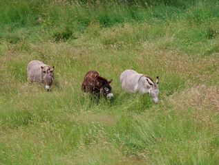 Donkeys in lush green pasture standing, grazing the tall grass up to their ears