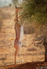 Fotobehang Gerenuk - Litocranius walleri also giraffe gazelle, long-necked antelope in Africa, long slender neck and limbs, standing on hind legs during feeding leaves © phototrip.cz
