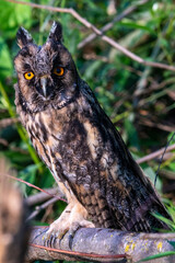 Un hibou moyen-duc sur une branche de saule dans le delta du Danube en Roumanie.