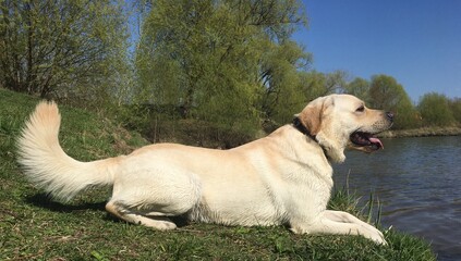 labrador retriever puppy
