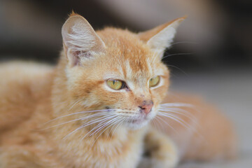 Close-up view of a yellow cat with white mustache and defocus abstract background of woods in the backyard