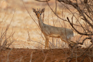 Kirks Dik-dik - Madoqua kirkii small brown antelope native to Eastern Africa and one of four species of dik-dik antelope, big eyes small horns big ears, grass eater
