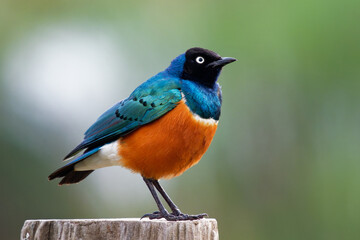 Superb Starling - Lamprotornis superbus is colorful bird of the starling family, formerly Spreo...