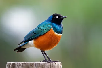 Zelfklevend Fotobehang Superb Starling - Lamprotornis superbus is colorful bird of the starling family, formerly Spreo superbus, East Africa including Ethiopia, Somalia, Uganda, Kenya, Sudan and Tanzania © phototrip.cz